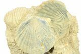 Fossil Pecten (Scallops) Cluster - Gironde, France #282688-1